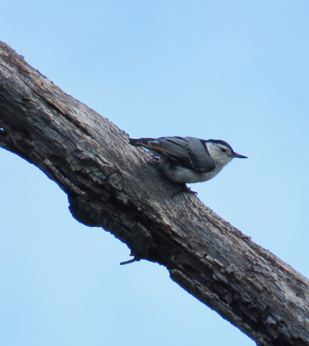 White-breasted Nuthatch - ML161880031