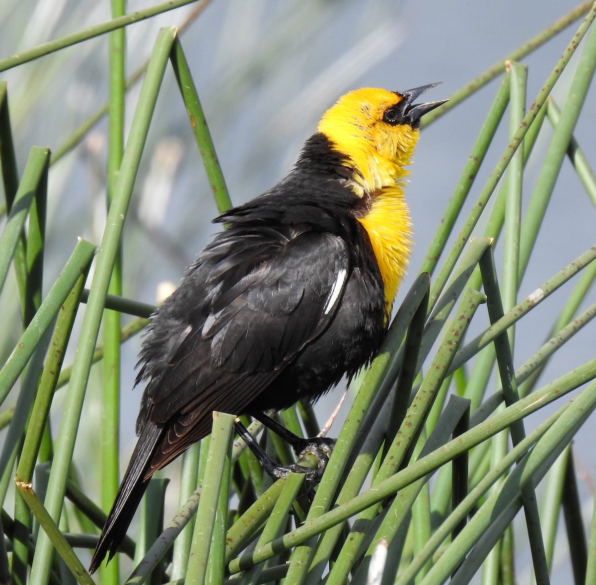 Yellow-headed Blackbird - ML161881141