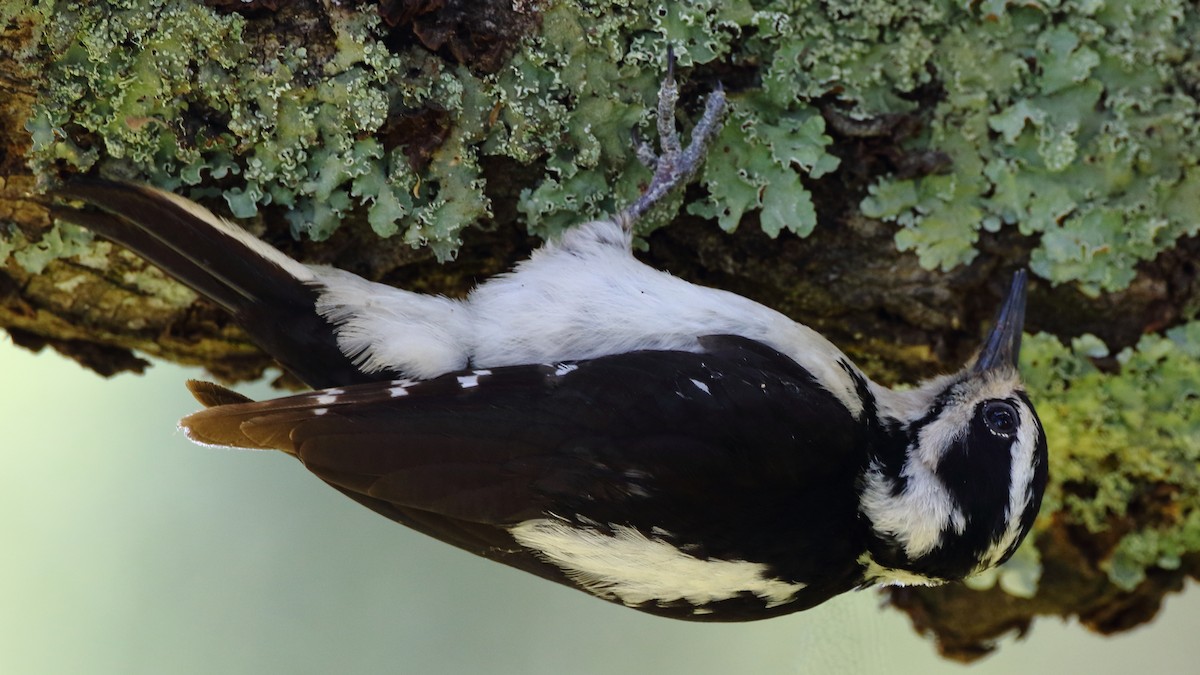 Hairy Woodpecker - ML161882381