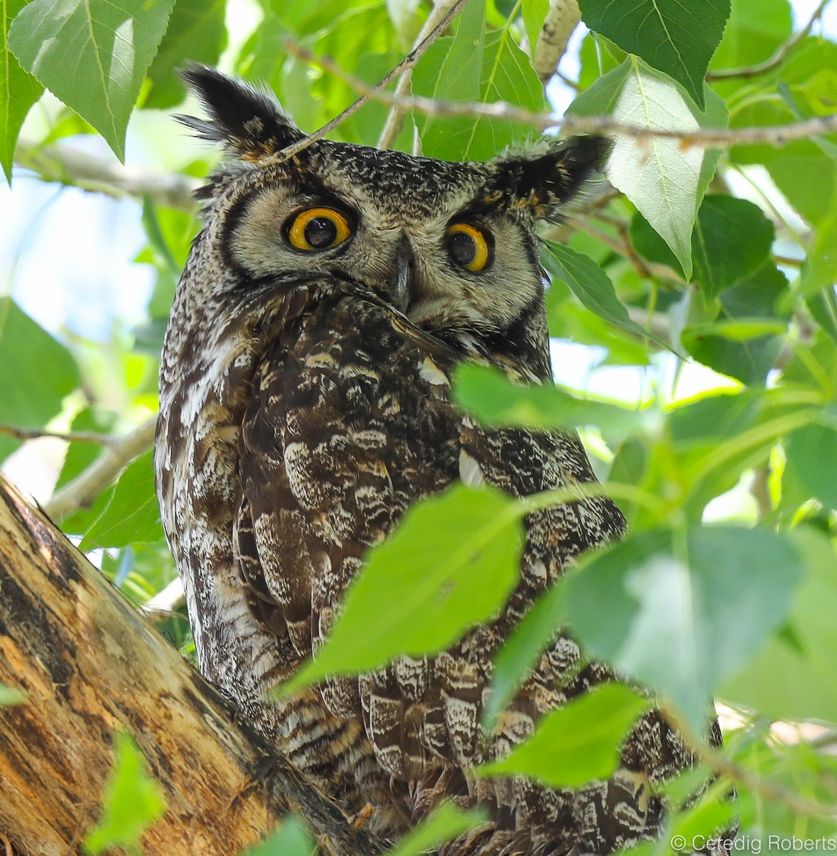 Great Horned Owl - ML161888551