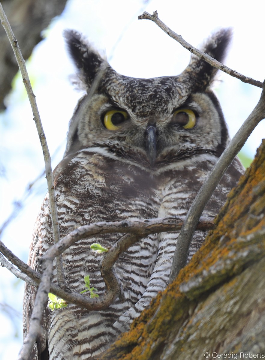 Great Horned Owl - ML161888561