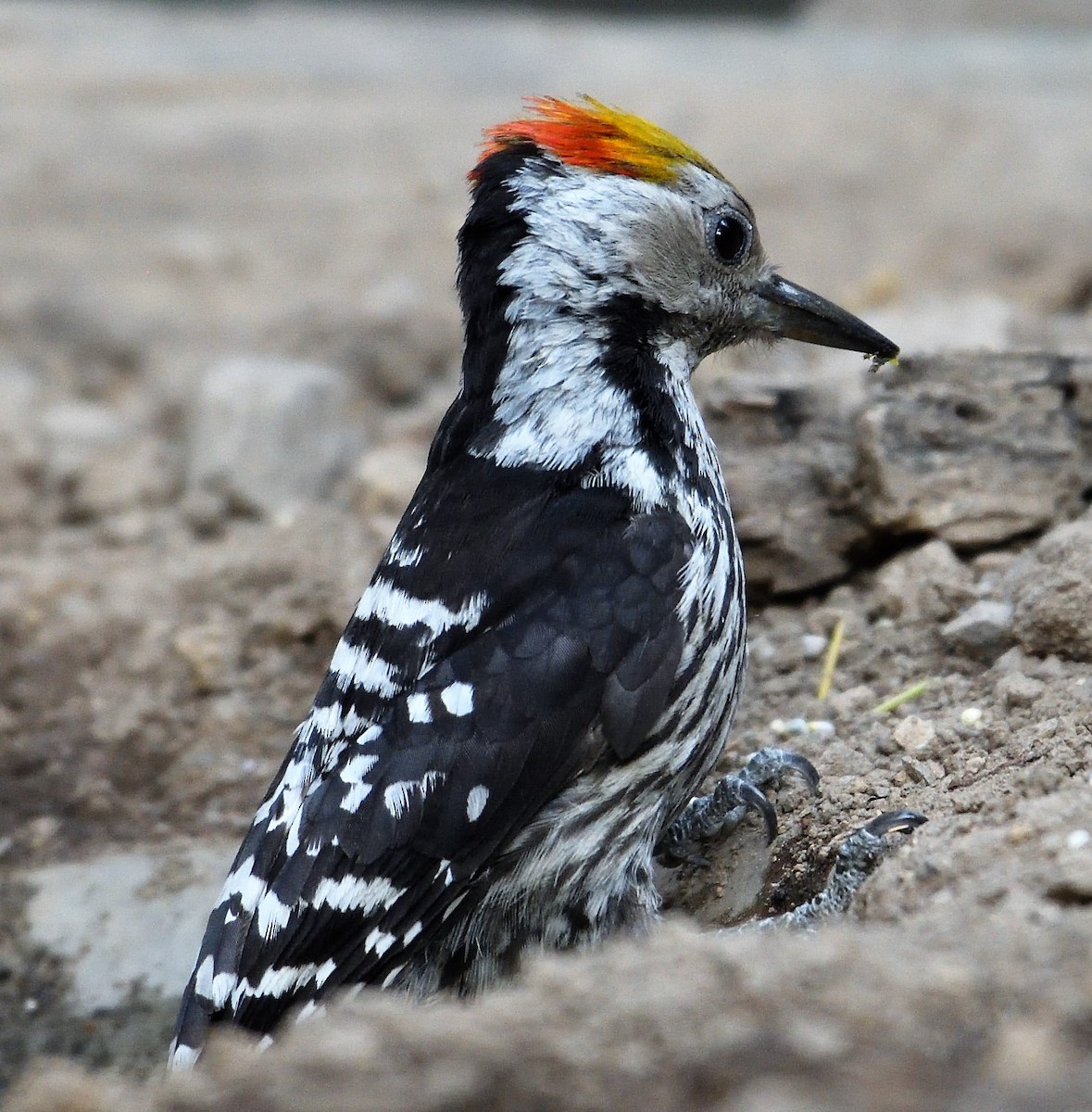 Brown-fronted Woodpecker - VIJAY S