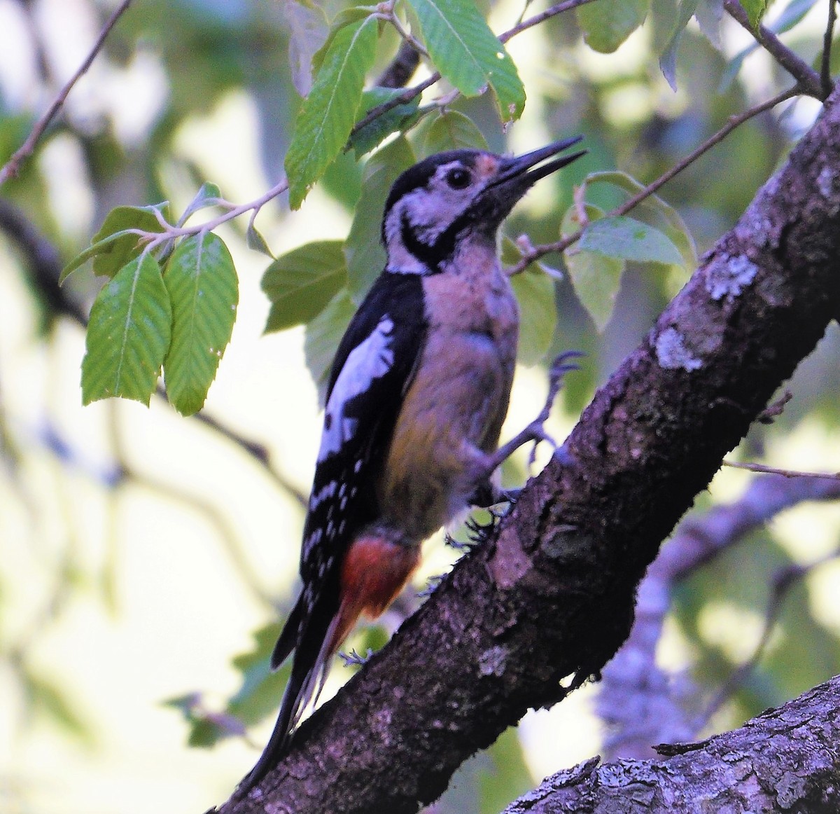 Himalayan Woodpecker - VIJAY S