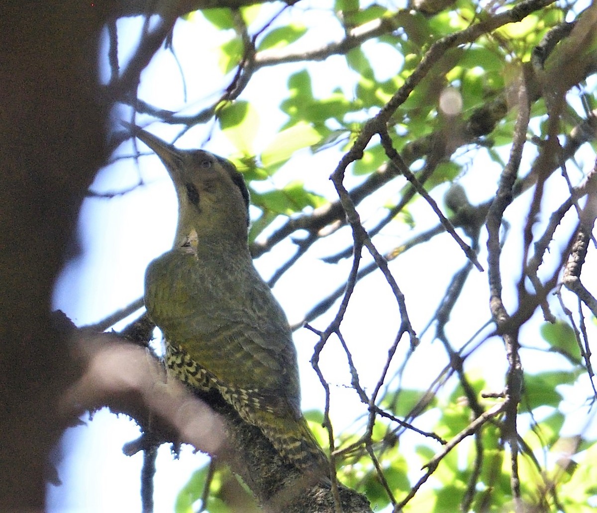 Scaly-bellied Woodpecker - VIJAY S