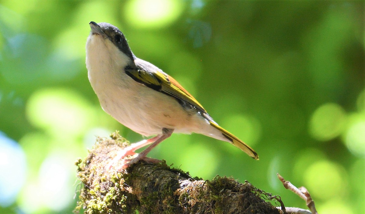 White-browed Shrike-Babbler (Himalayan) - VIJAY S
