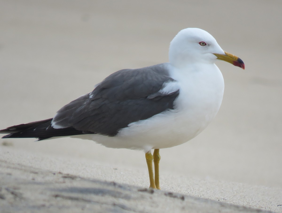 Black-tailed Gull - Chris Hayward