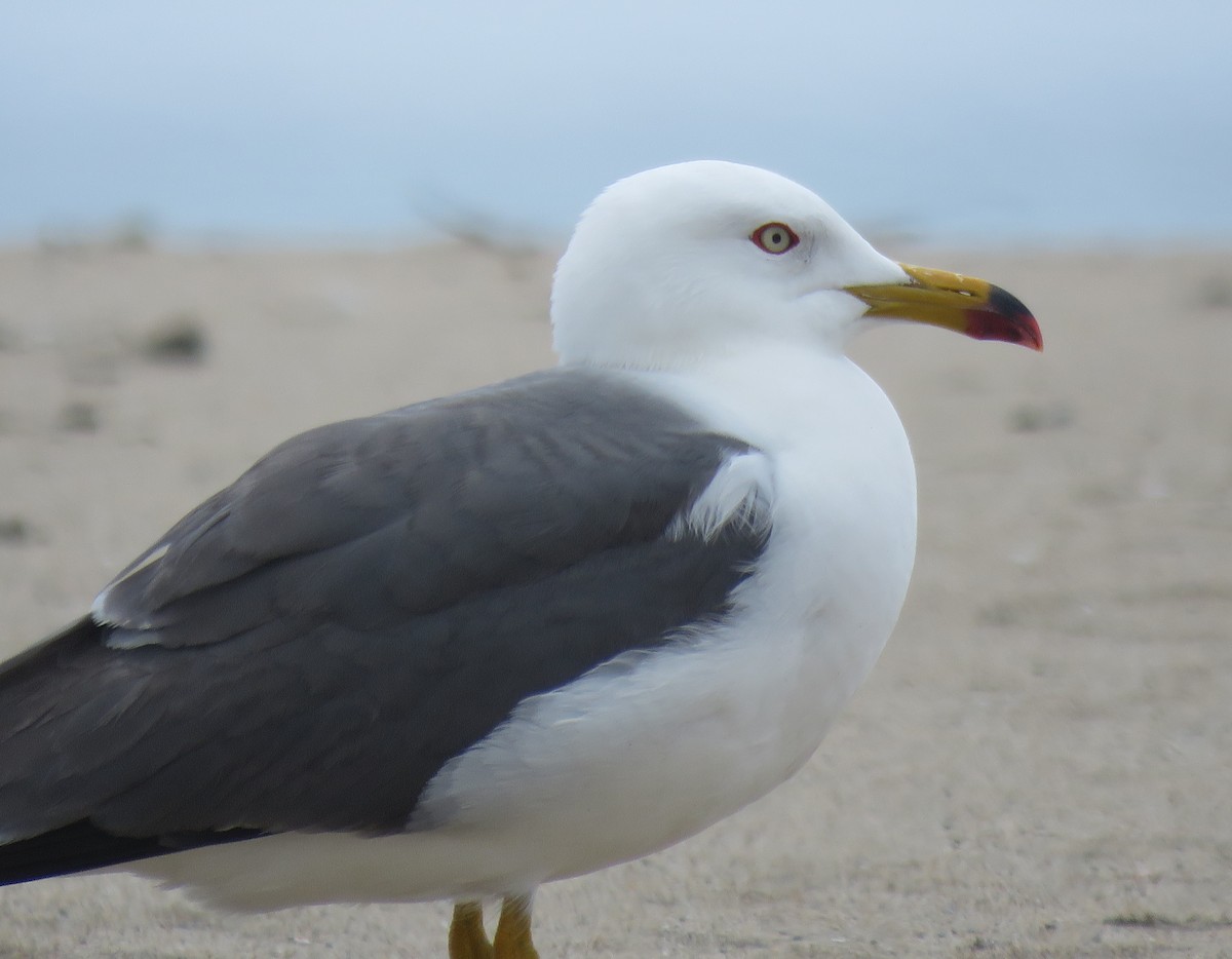 Black-tailed Gull - ML161889341