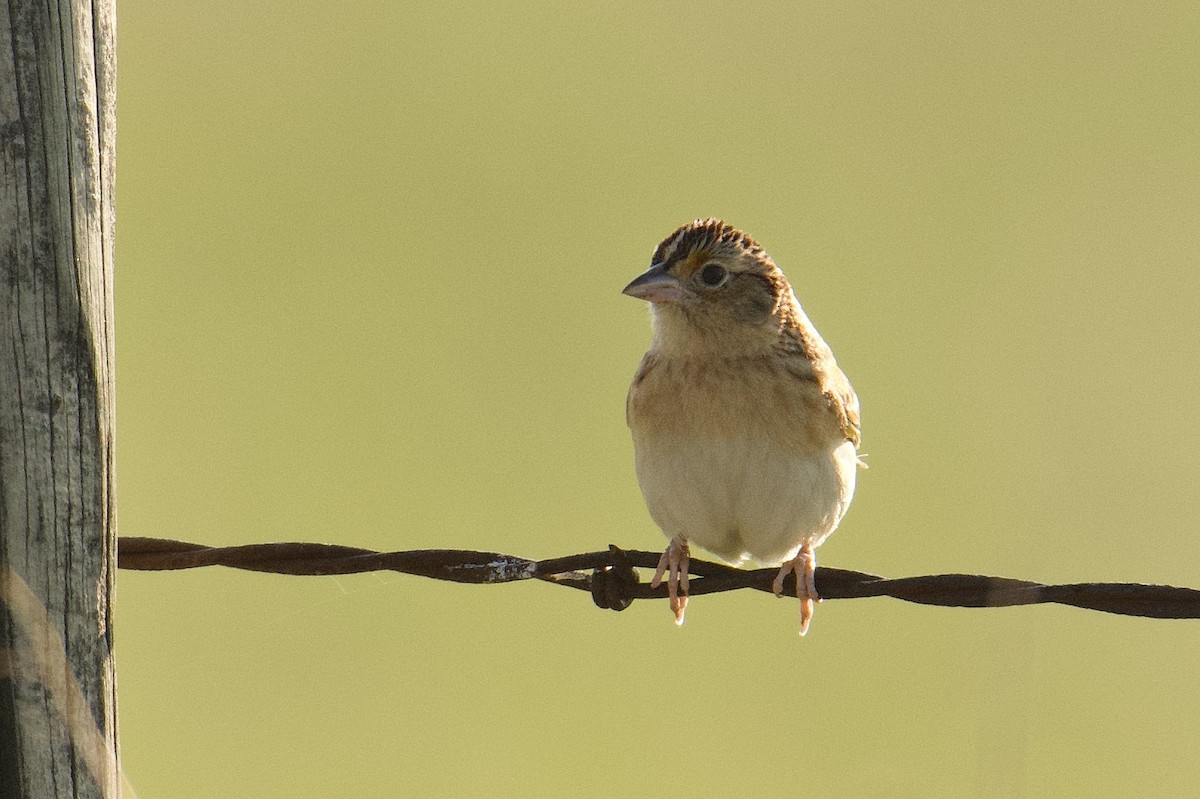 Grasshopper Sparrow - ML161889571