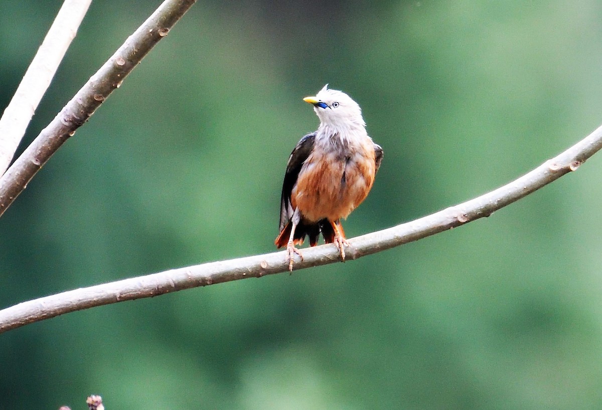 Chestnut-tailed Starling - VIJAY S