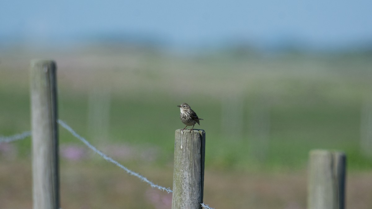 Meadow Pipit - ML161892461