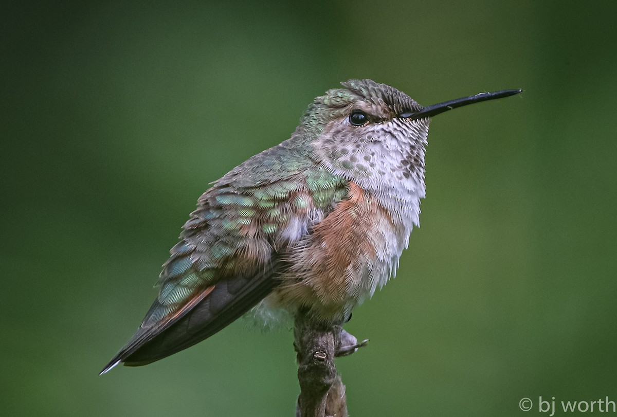Rufous Hummingbird - bj worth