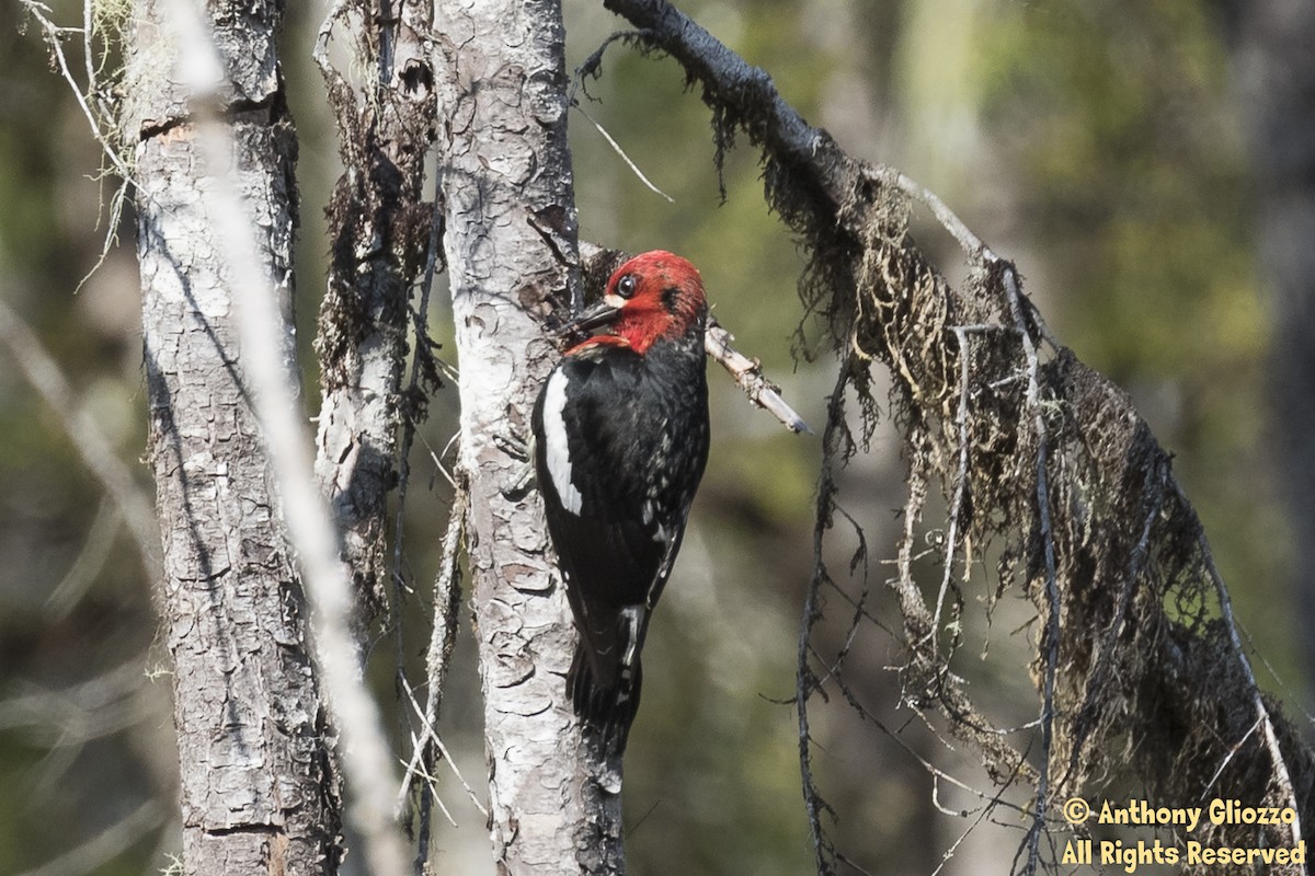 Red-breasted Sapsucker - ML161895381