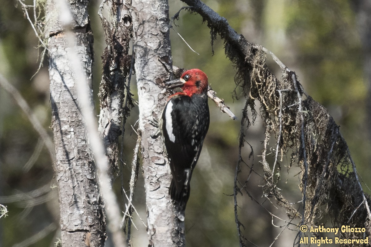 Red-breasted Sapsucker - ML161895391