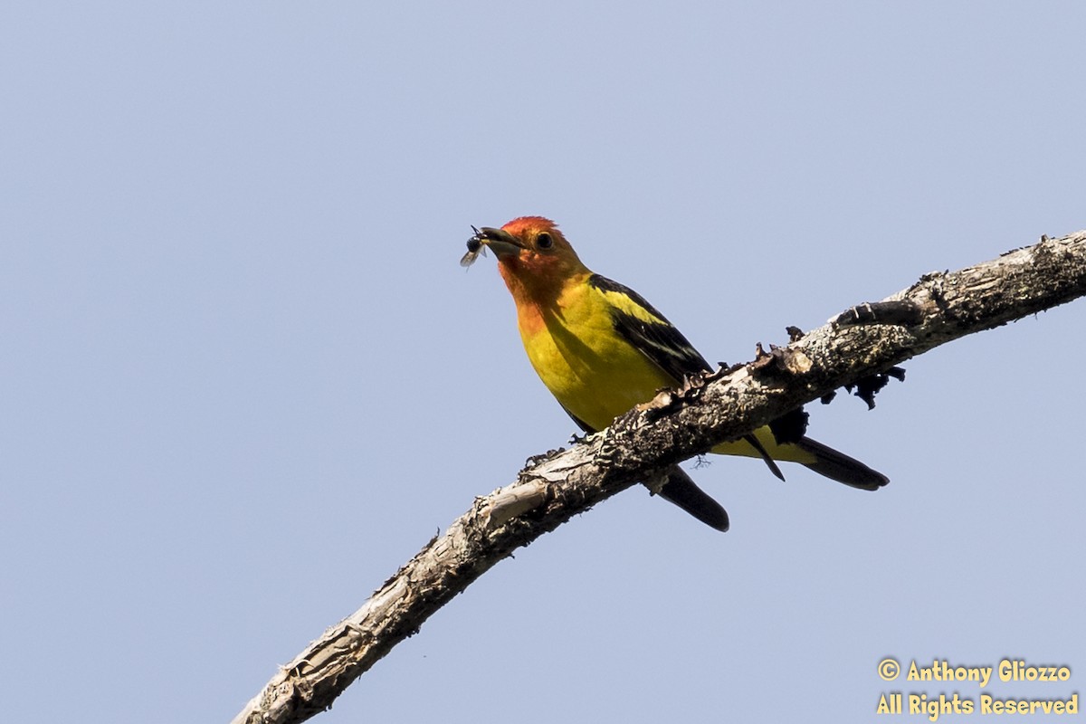 Western Tanager - ML161895491