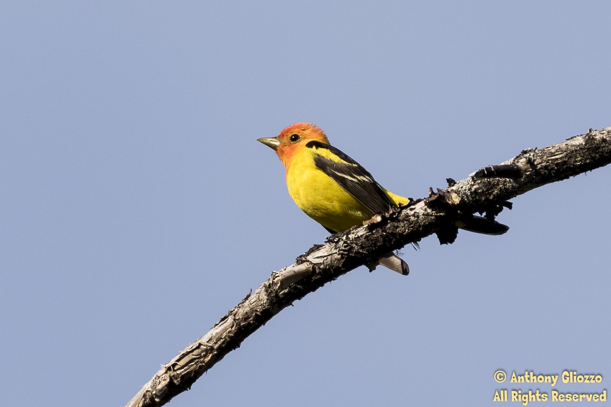 Western Tanager - ML161895501