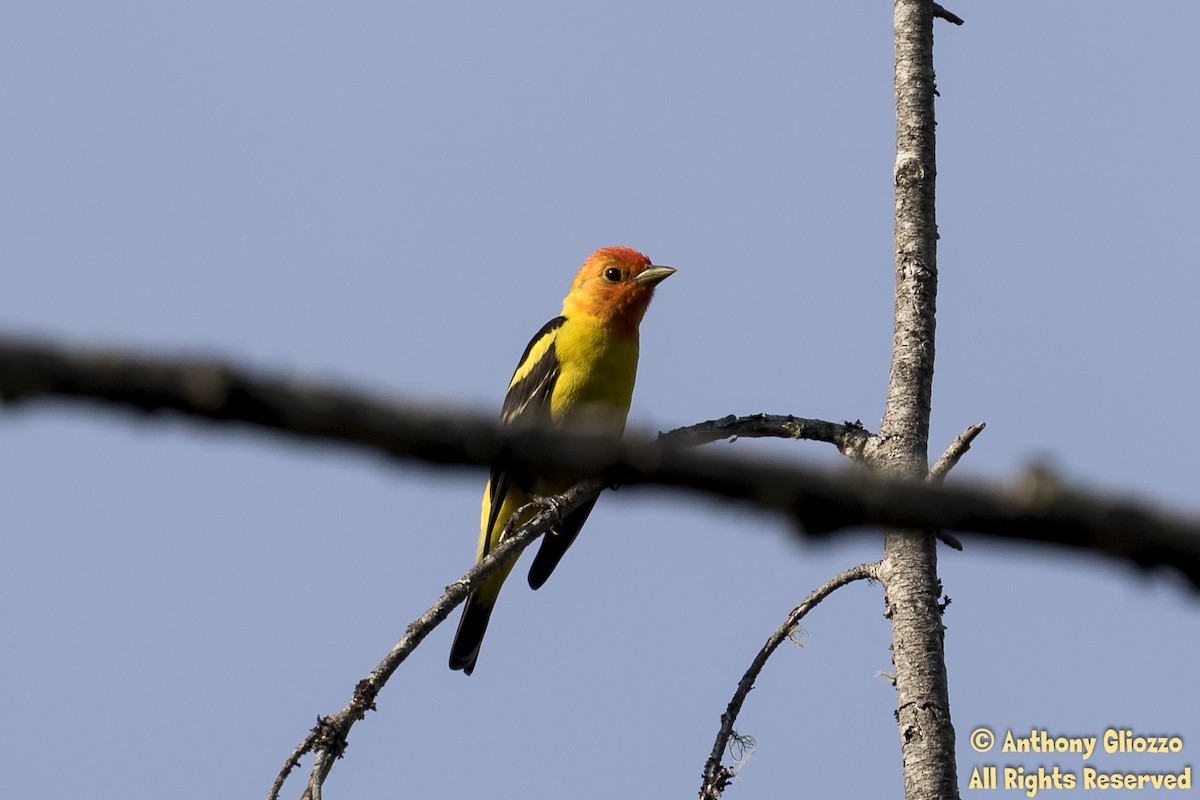 Western Tanager - ML161895511