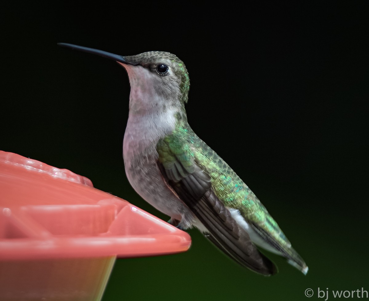 Black-chinned Hummingbird - bj worth