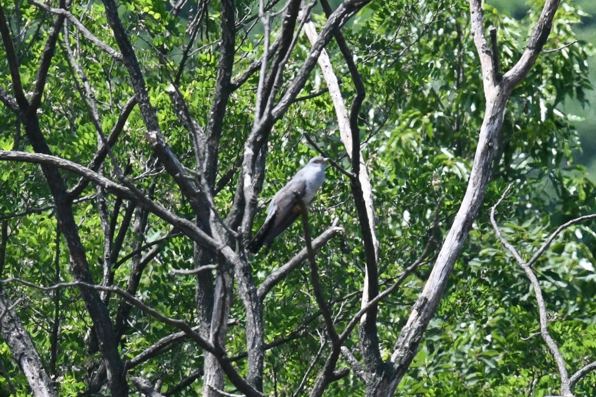 Common Cuckoo - ML161897161