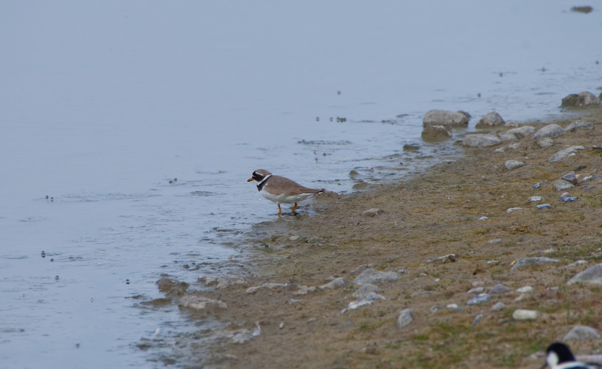Common Ringed Plover - ML161897731