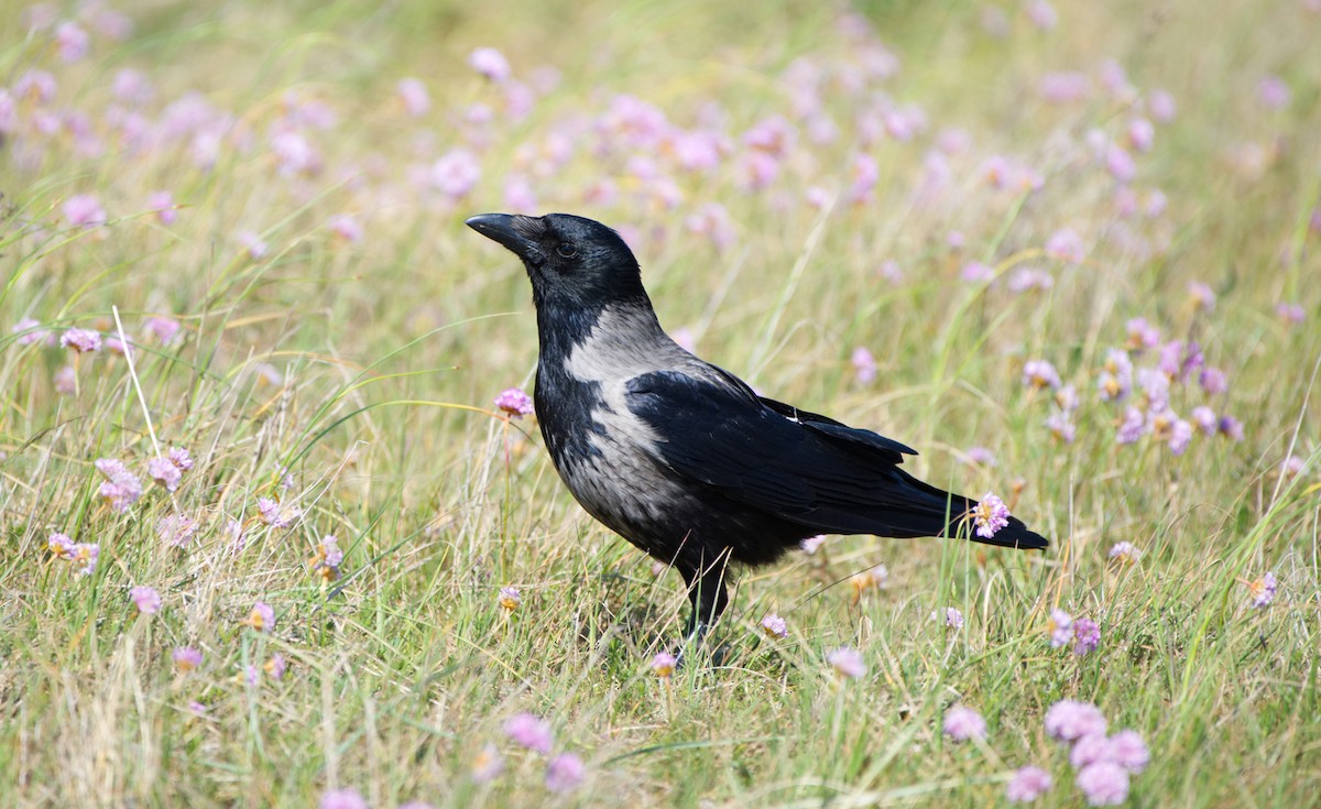 Carrion x Hooded Crow (hybrid) - ML161897831