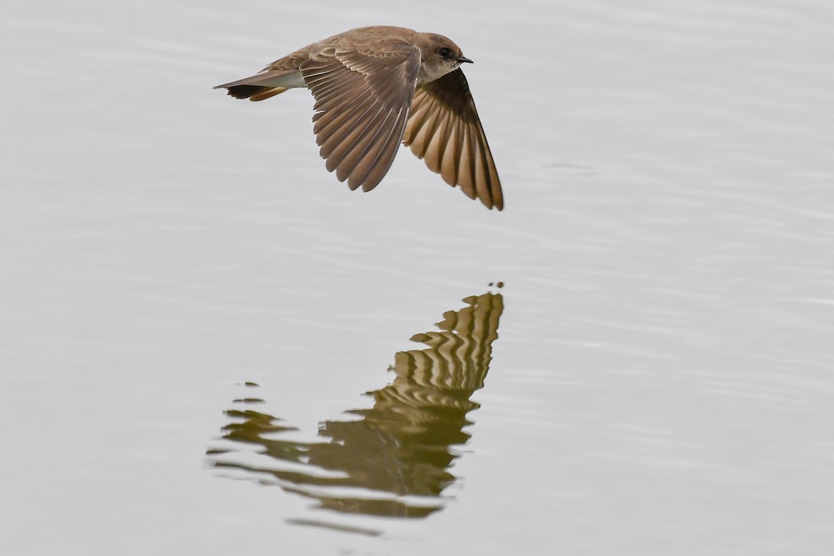 Northern Rough-winged Swallow - ML161898651