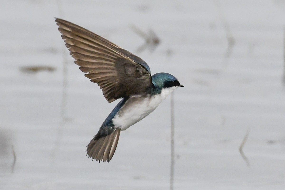 Tree Swallow - Magnus Andersson