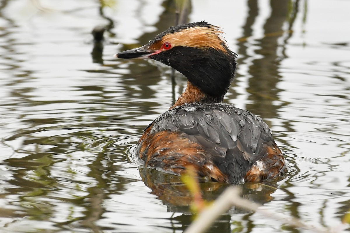Horned Grebe - Magnus Andersson
