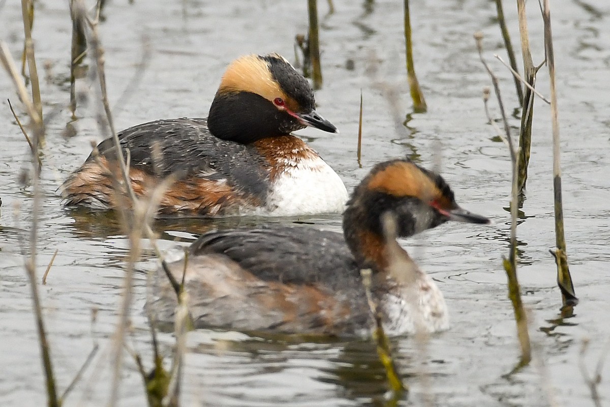 Horned Grebe - Magnus Andersson