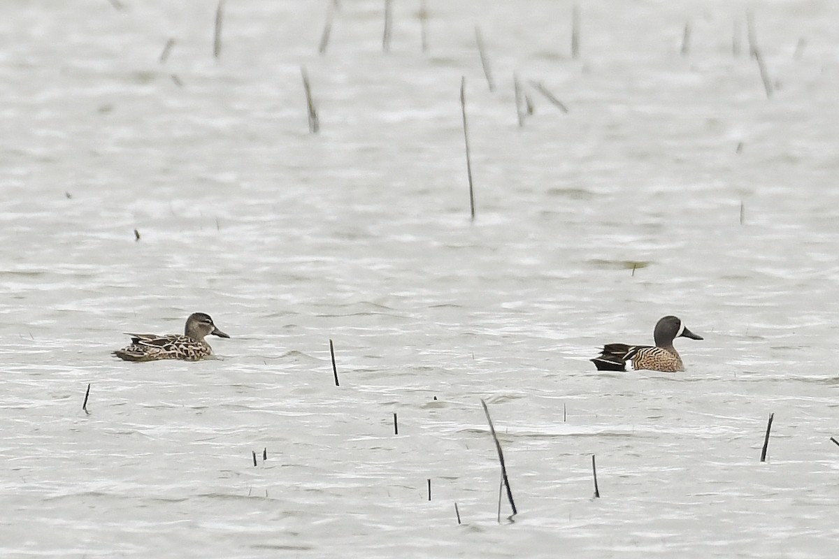 Blue-winged Teal - ML161899001