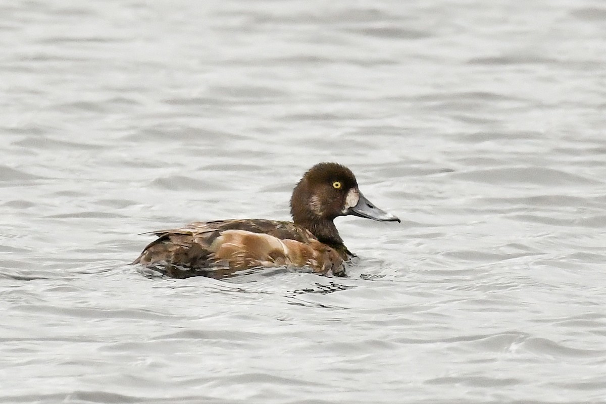 Greater Scaup - Magnus Andersson