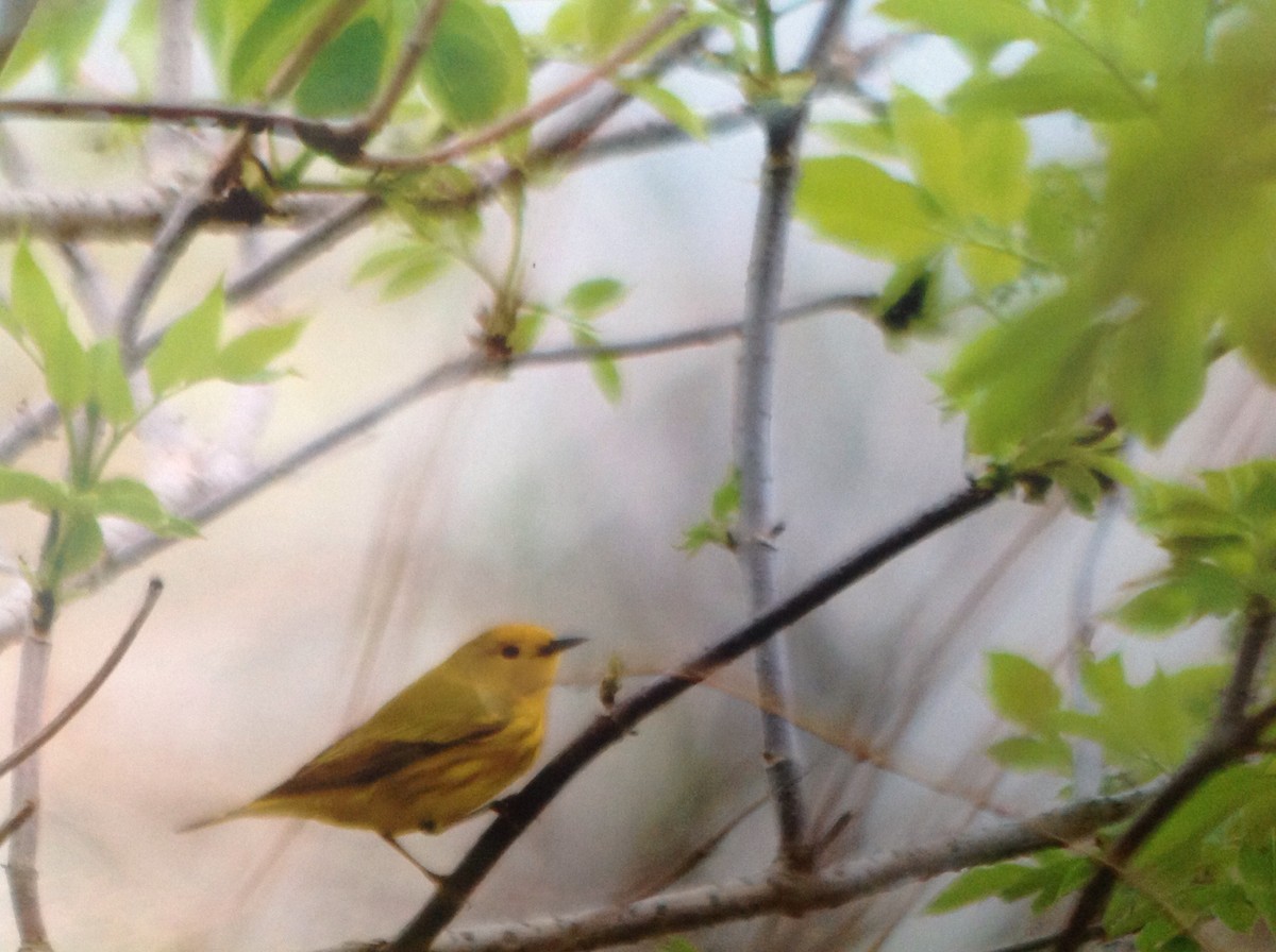 Yellow Warbler - ML161905501