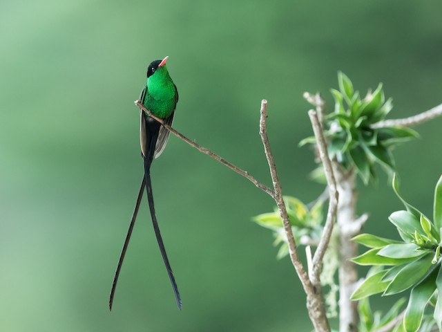 Red-billed Streamertail