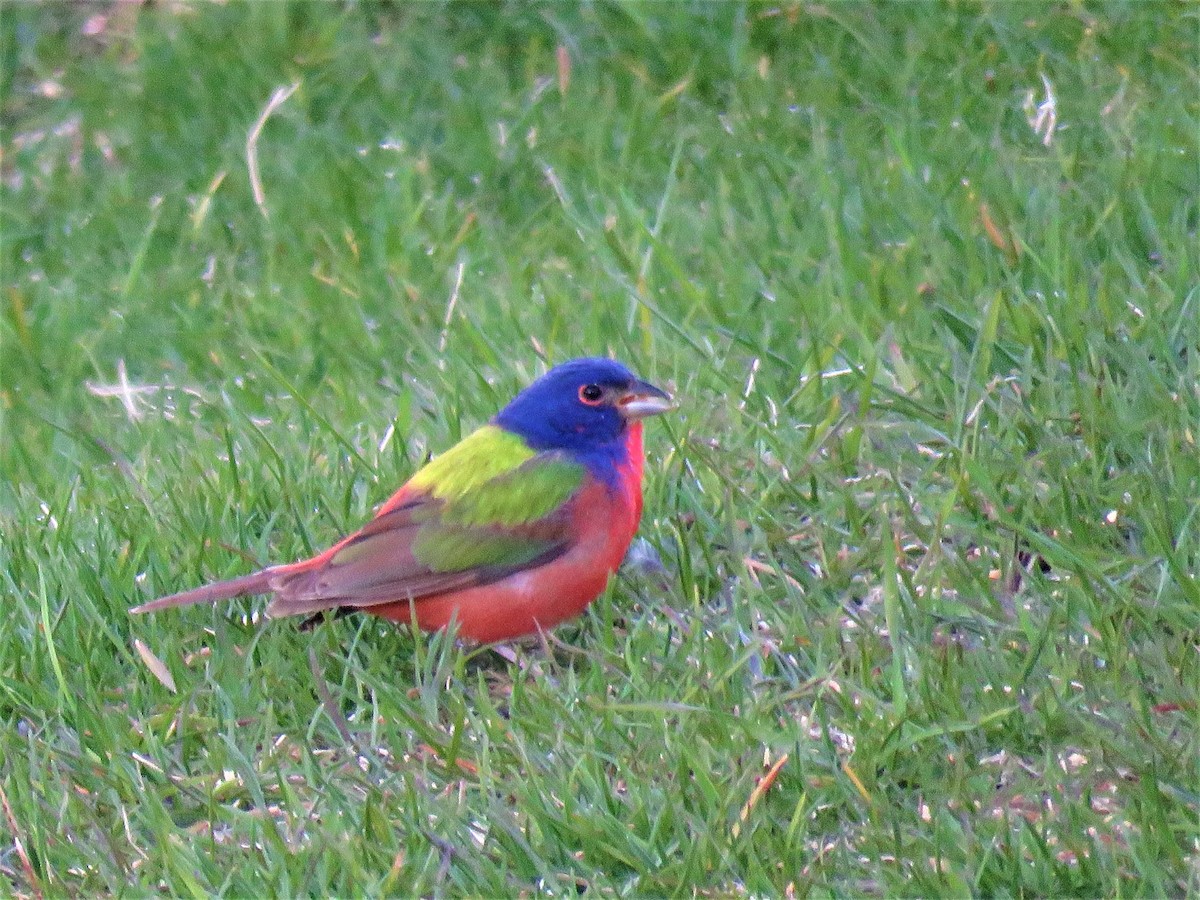 Painted Bunting - ML161909011