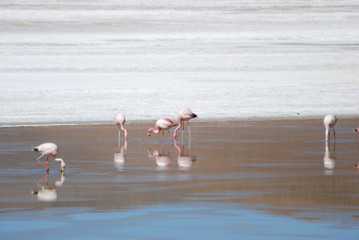 Andean Flamingo - Butch Carter