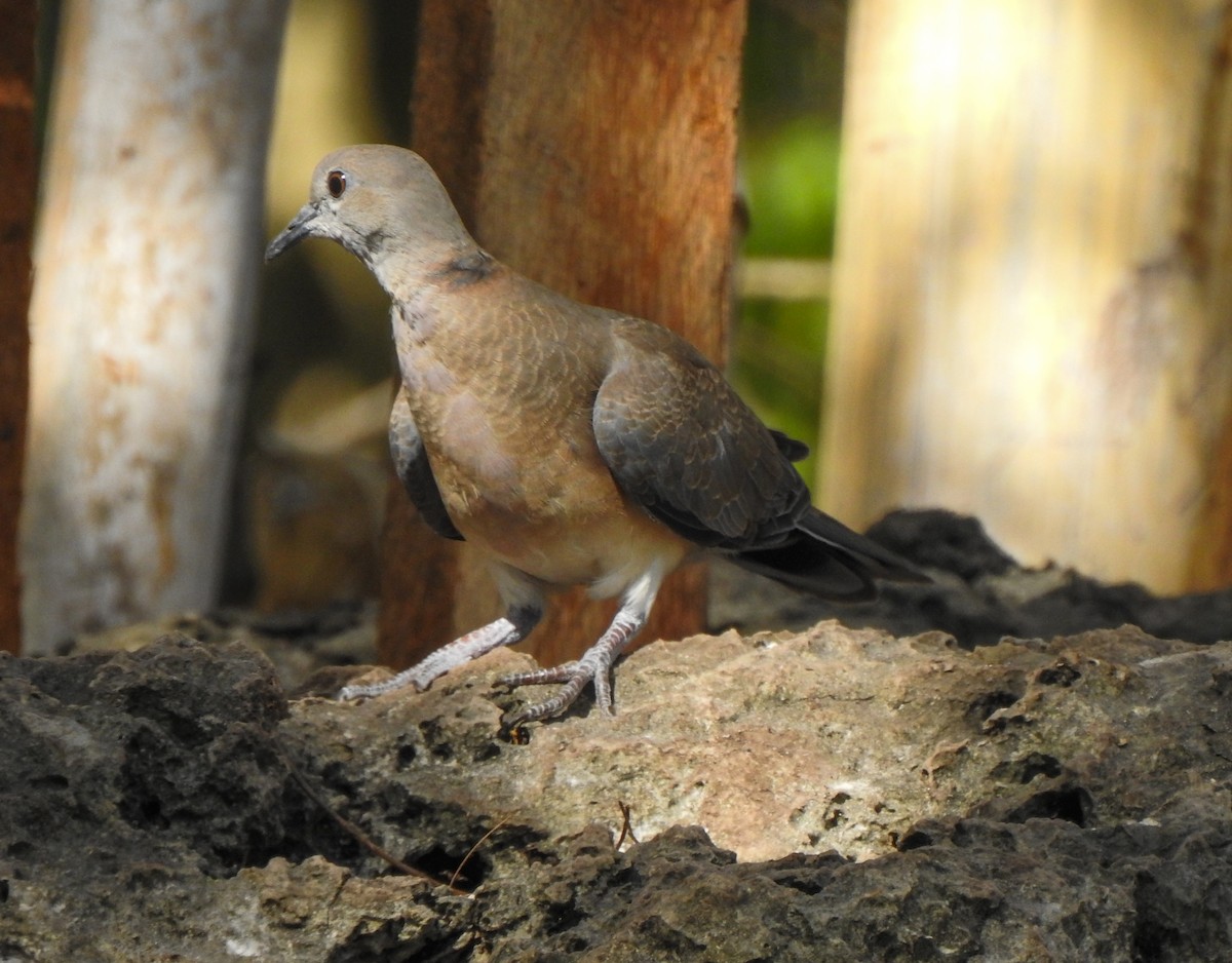 Philippine Collared-Dove - Pam Rasmussen