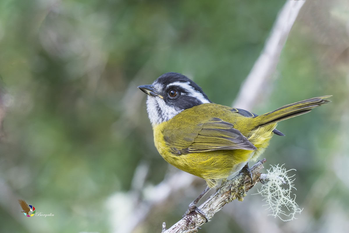 Sooty-capped Chlorospingus - ML161911271