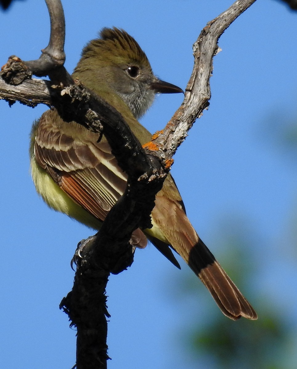 Great Crested Flycatcher - ML161911951
