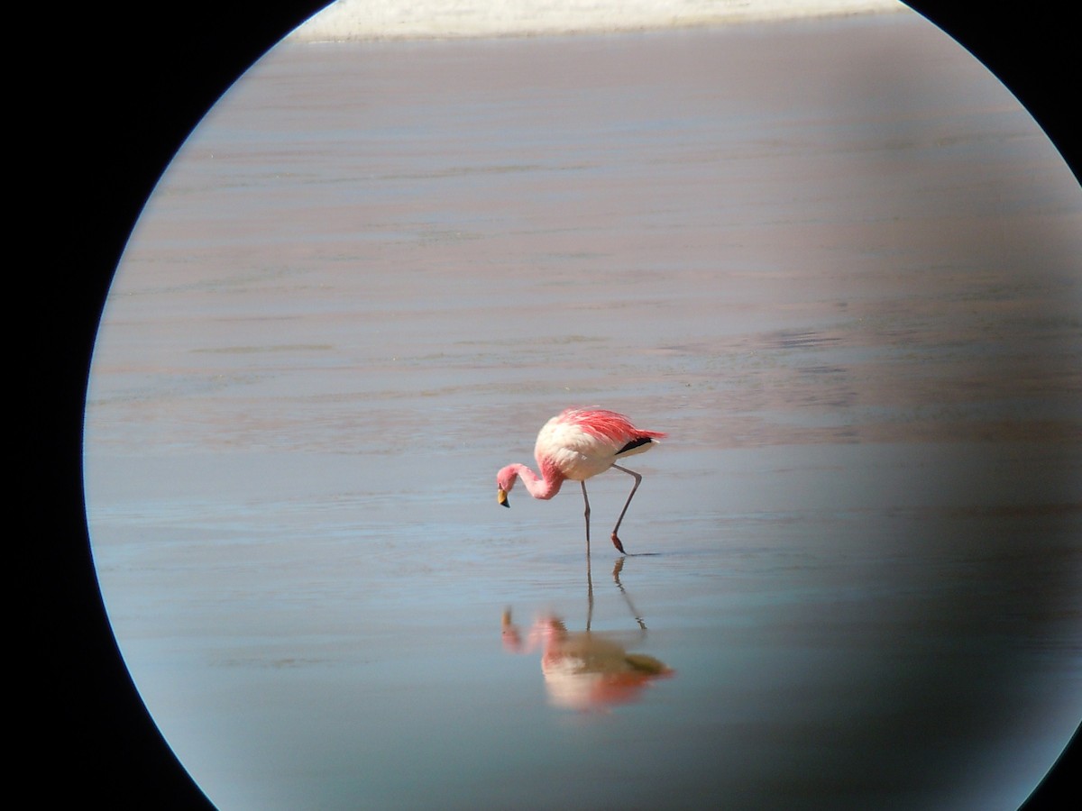 James's Flamingo - ML161912011