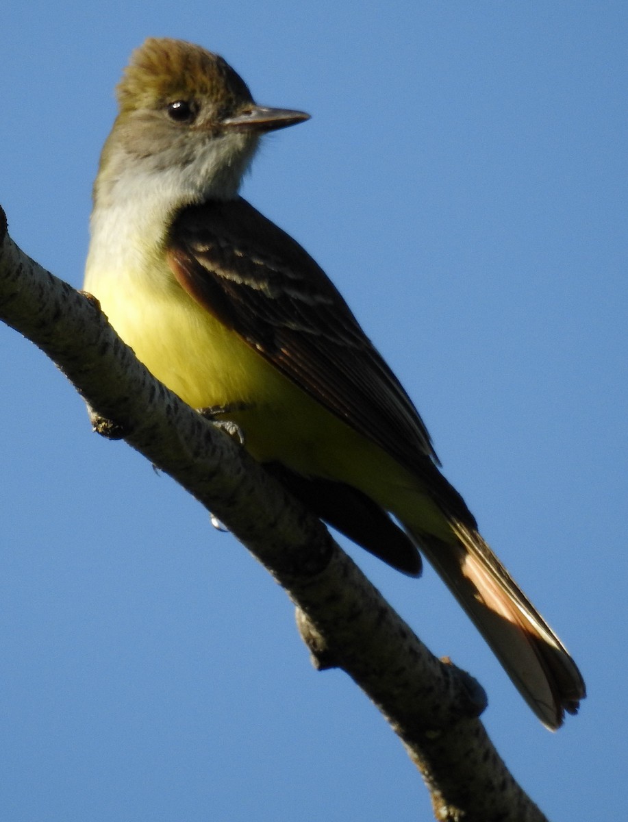Great Crested Flycatcher - ML161912021