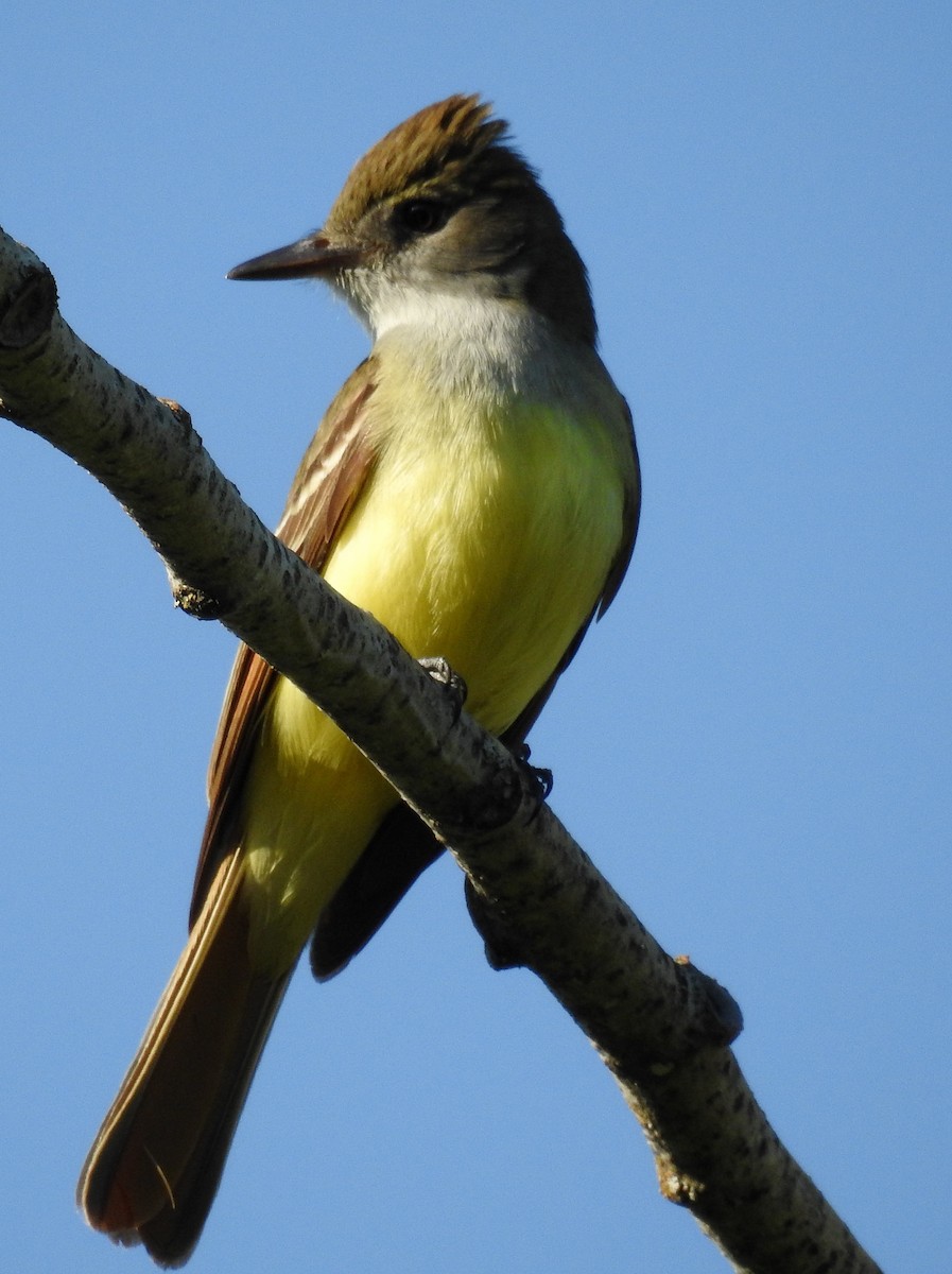 Great Crested Flycatcher - ML161912051