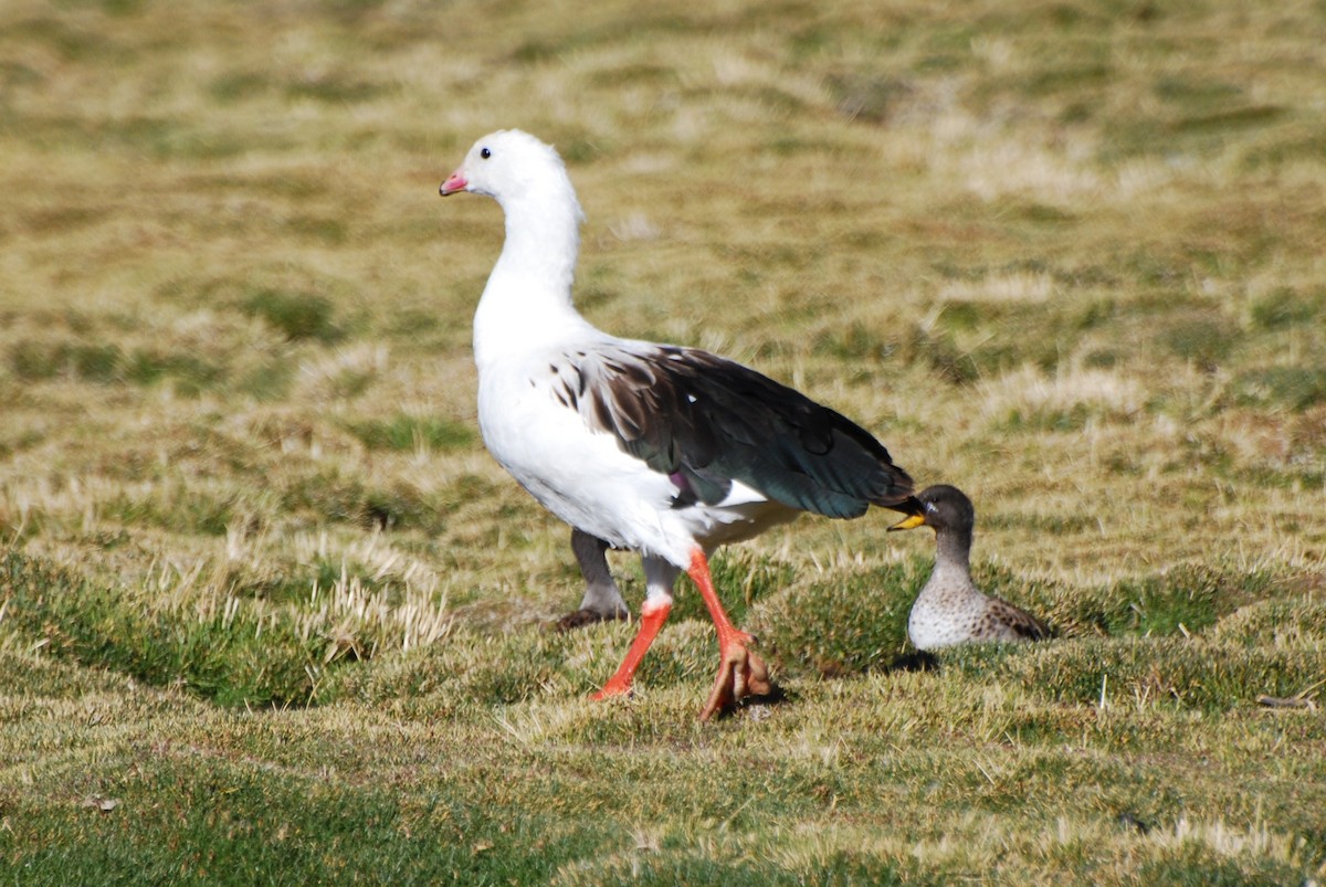 Andean Goose - ML161912131