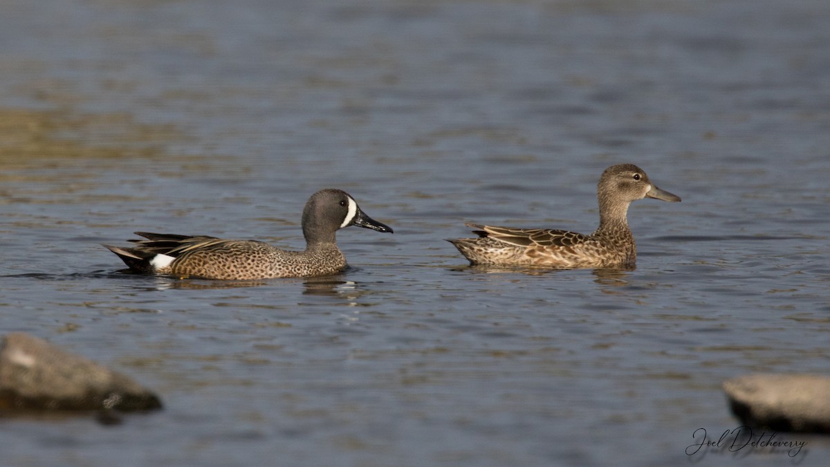 Blue-winged Teal - Detcheverry Joël