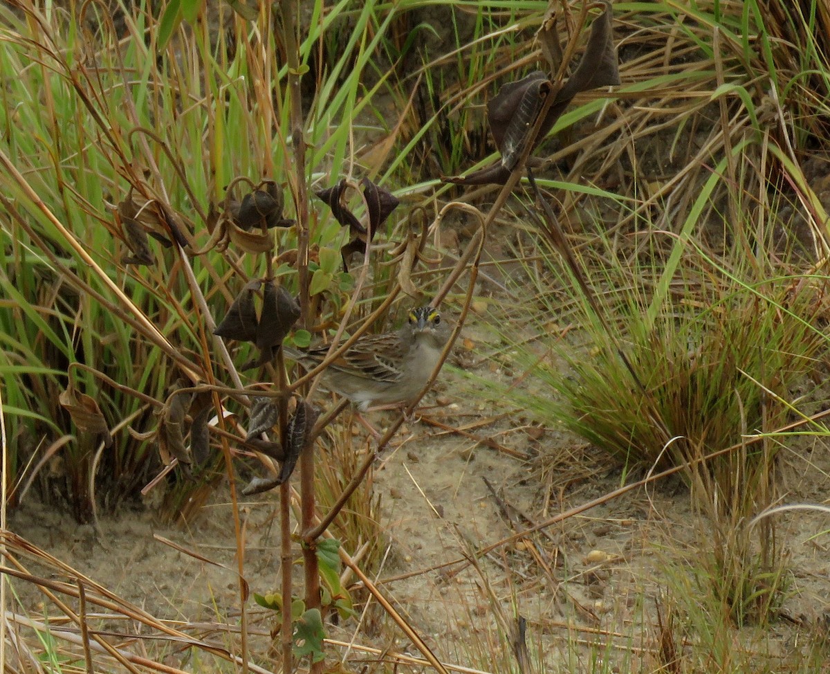 Grassland Sparrow - ML161925031