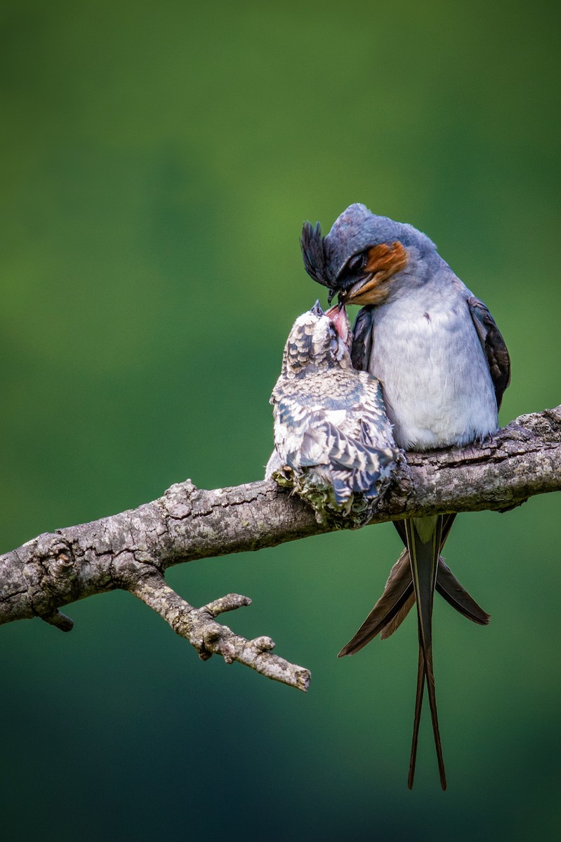 Crested Treeswift - ML161926091