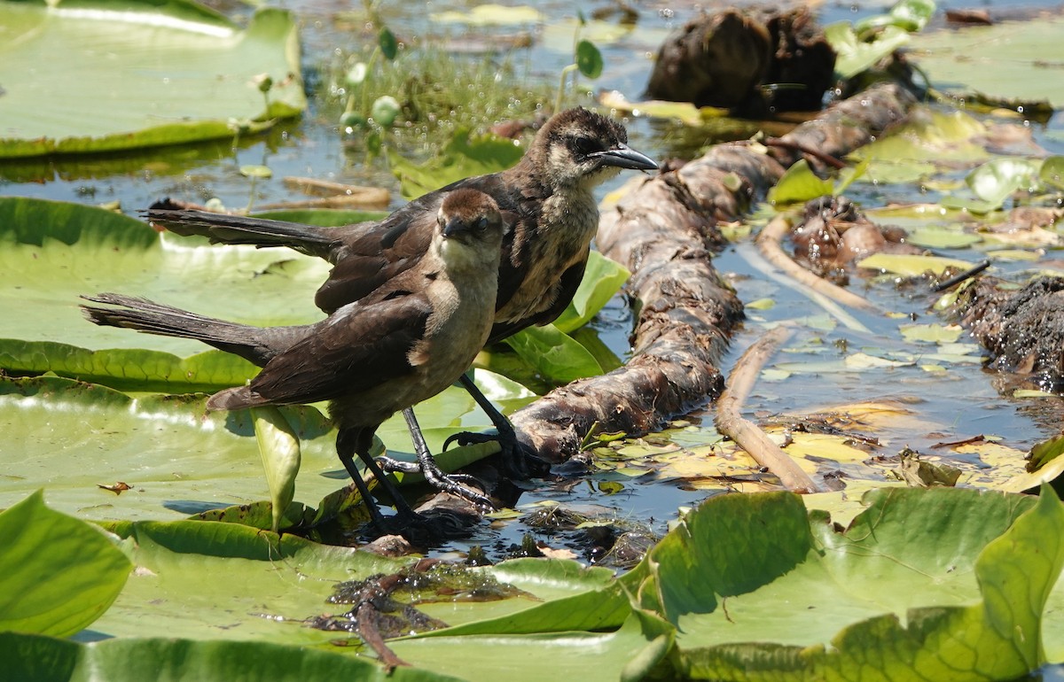 Boat-tailed Grackle - ML161926201