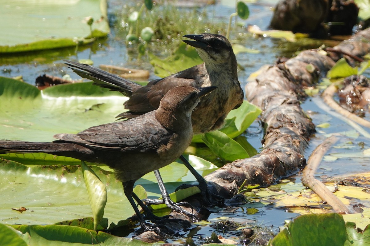 Boat-tailed Grackle - ML161926211