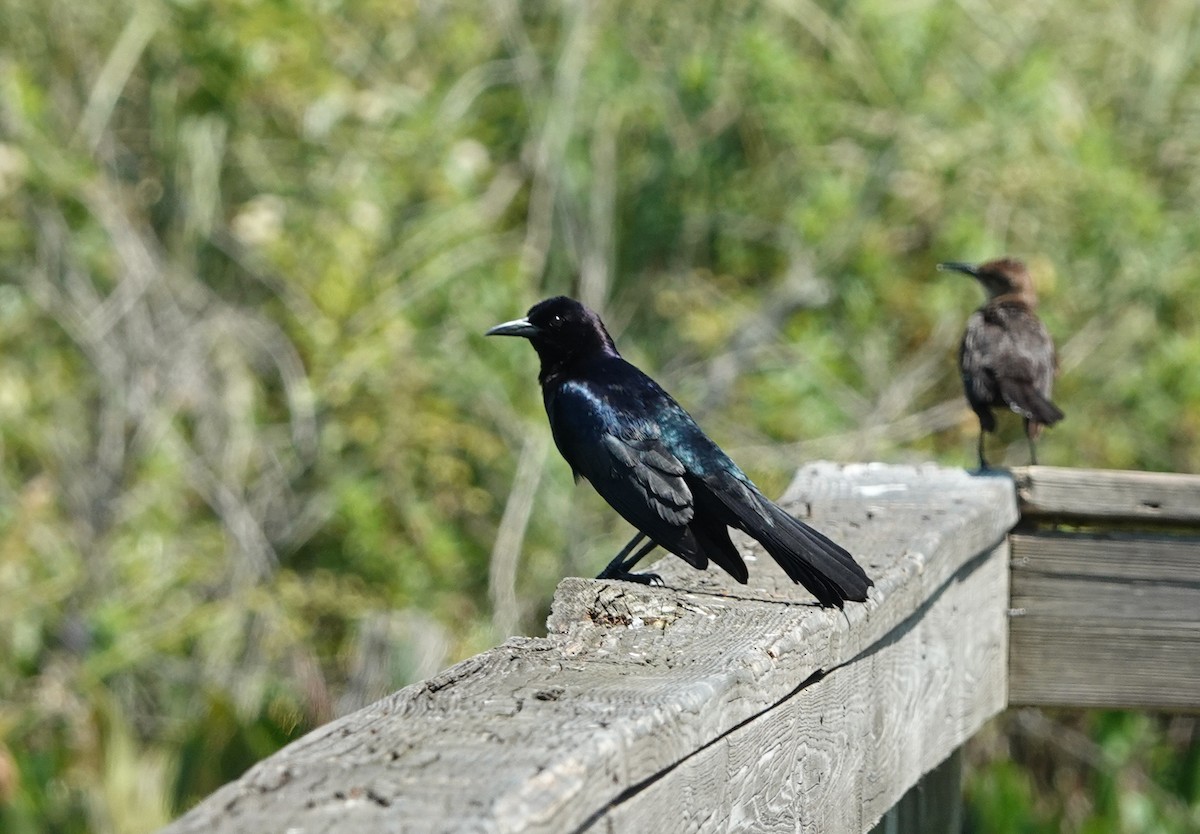 Boat-tailed Grackle - ML161926291