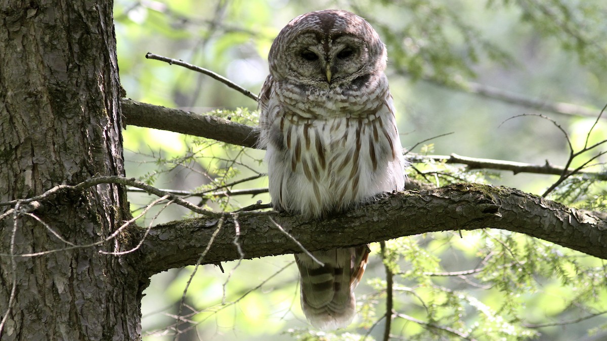Barred Owl - Pierre Bergeron