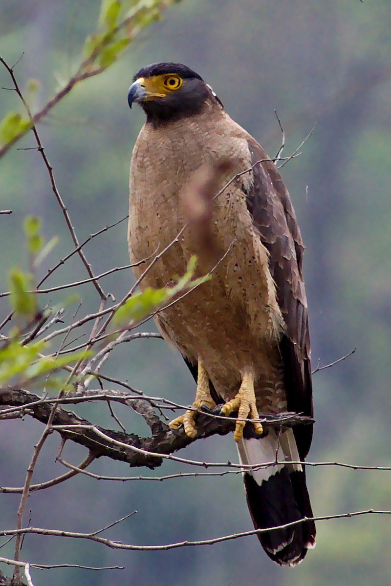 Crested Serpent-Eagle - ML161929931