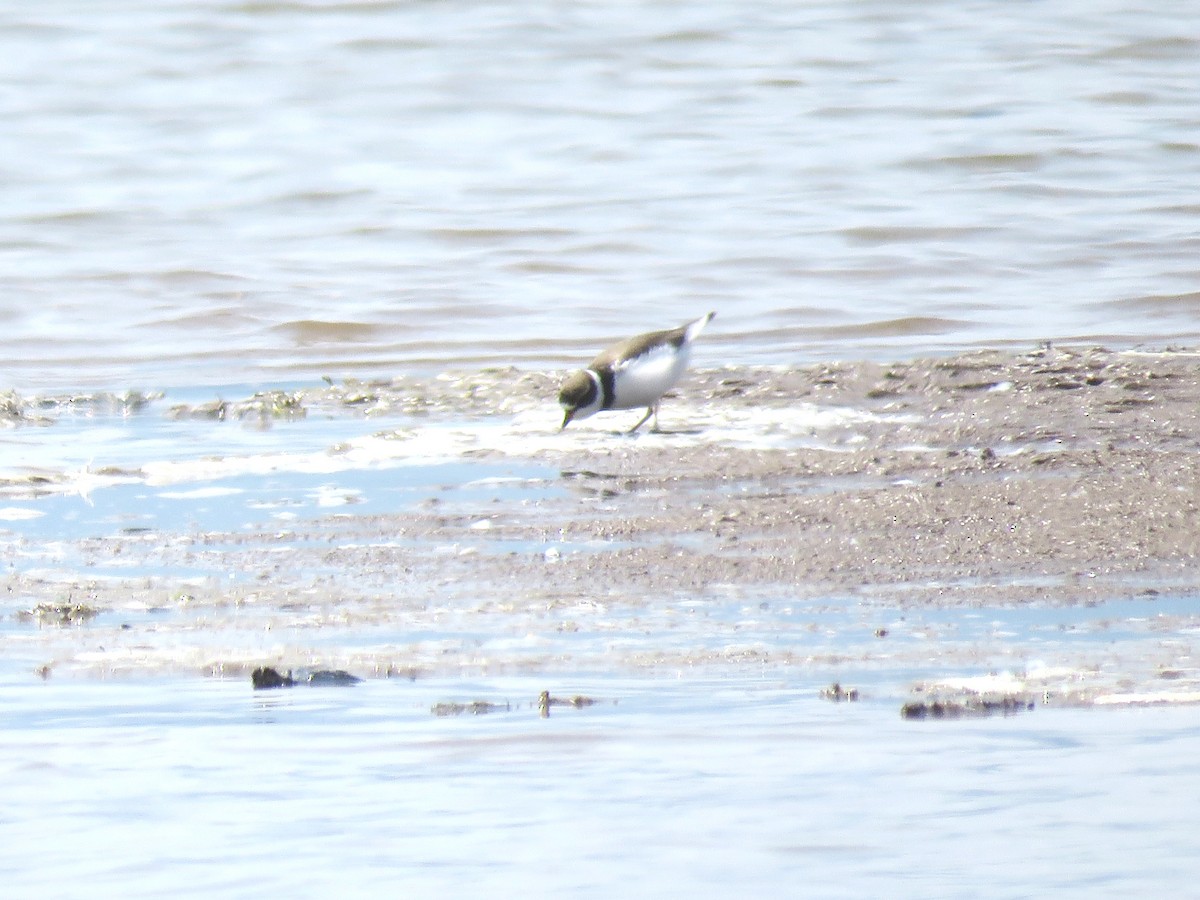 Semipalmated Plover - ML161933551